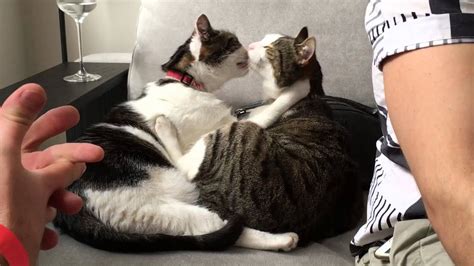 kiss cat stepmom